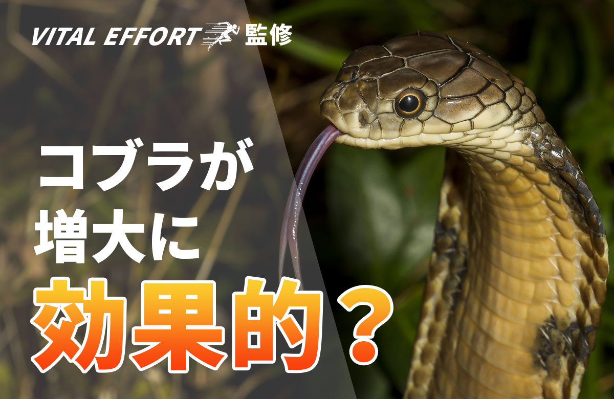 なぜ？野生のコブラが増大に効果的な理由を解説！