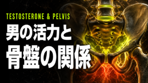 骨盤の傾きがテストステロン産生量を左右する｜男の活力と骨盤の関係