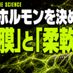 体の硬さがホルモンを左右していた｜ほぐすだけでテストステロンを引き出す最新知見