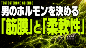 体の硬さがホルモンを左右していた｜ほぐすだけでテストステロンを引き出す最新知見